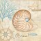Nautical Shells III Poster Print by Cynthia Coulter - Item # VARPDXRB7273CC